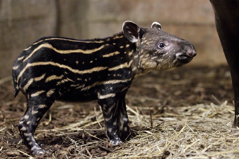 Malý tapír je teprve druhým přírůstkem svého druhu v historii Zoo Praha. Foto: Tomáš Adamec, Zoo Praha